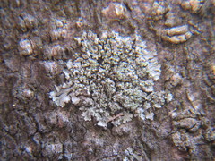 Hyperphyscia adglutinata