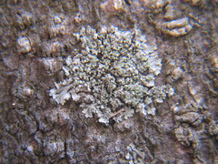 Hyperphyscia adglutinata