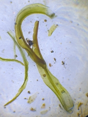 Didymodon sinuosus