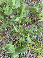Trifolium pratense