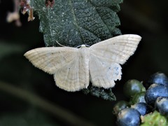 Idaea consanguinaria