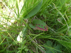 Microbotryum pustulatum