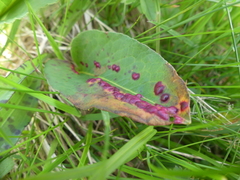 Microbotryum pustulatum