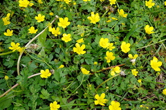 Ranunculus repens