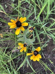 Rudbeckia