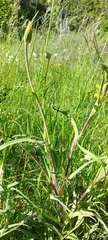 Puccinia hysterium