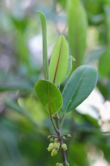 Melicope anisata