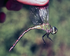 Coryphaeschna viriditas