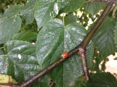 Harmonia axyridis