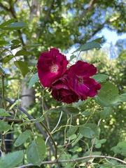 Rosa gallica