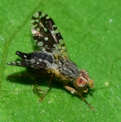 Spathulina sicula