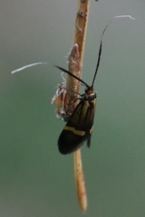 Nemophora degeerella