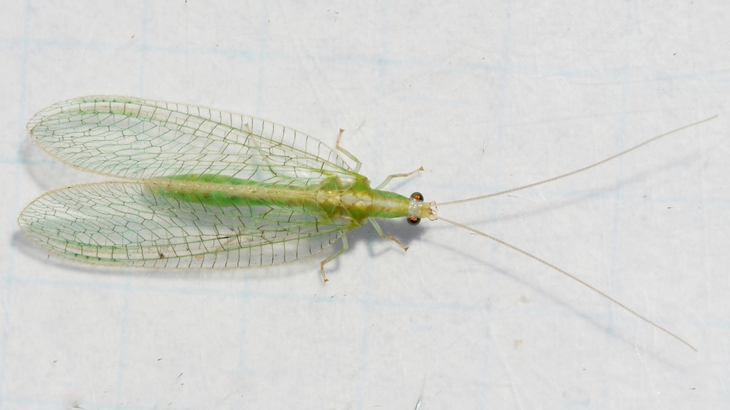 Kymachrysa intacta