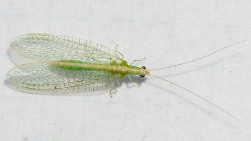 Kymachrysa intacta