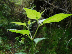 Jaltomata viridiflora