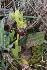 Ophrys vasconica