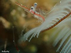 Manipontonia psamathe