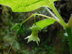 Jaltomata viridiflora