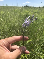 Camassia angusta