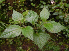 Jaltomata viridiflora
