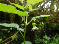 Jaltomata viridiflora