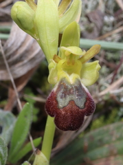 Ophrys vasconica
