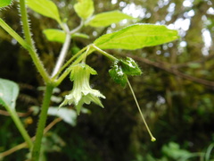Jaltomata viridiflora