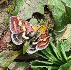 Pyrausta ostrinalis