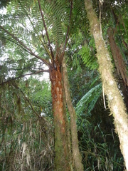 Alsophila spinulosa