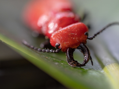 Synhoria maxillosa