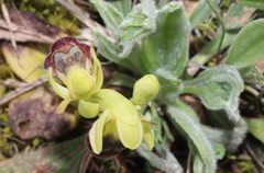 Ophrys vasconica