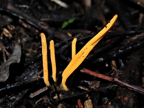 Clavulinopsis antillarum image