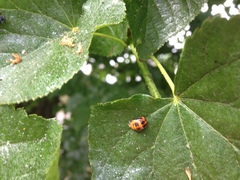 Harmonia axyridis