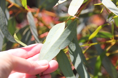 Eucalyptus torquata