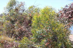 Eucalyptus torquata