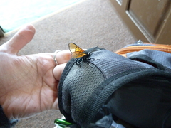 Dasysphinx volatilis