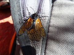 Dasysphinx volatilis