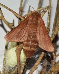 Malacosoma alpicolum