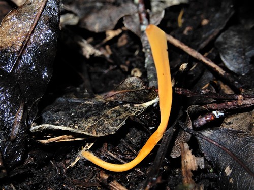 Clavulinopsis antillarum image