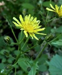 Crepis paludosa