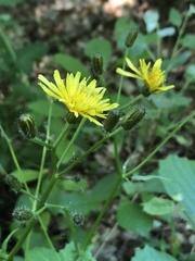 Crepis paludosa