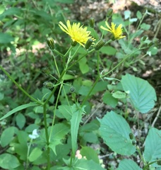 Crepis paludosa