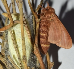 Malacosoma alpicolum