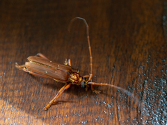 Dejanira quadripunctata