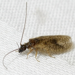 Psectra diptera