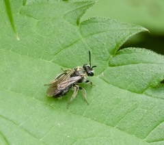 Andrena minutula