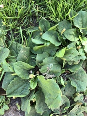 Plantago major