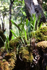 Elaphoglossum wawrae