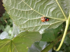 Harmonia axyridis