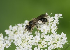 Andrena proxima